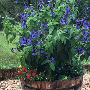 Meet your Posher, Korie